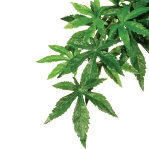 EXO TERRA Abuliton (Silk) Large