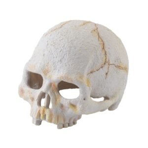 EXO TERRA Primate Skull S