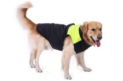 Μπουφάν Σκύλου Snow Κίτρινο