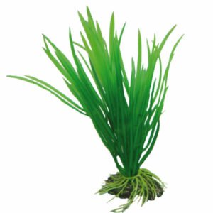 HOBBY Cyperus